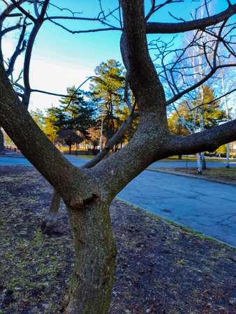 Sumac deer-horned in early spring in the city park. Large crown of Rhus typhina L with last year's bright red fruits.の写真素材