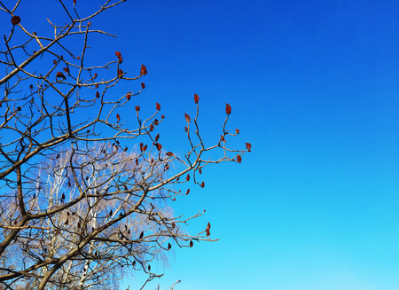 Sumac deer-horned in early spring in the city park. Large crown of Rhus typhina L with last year's bright red fruits.の写真素材