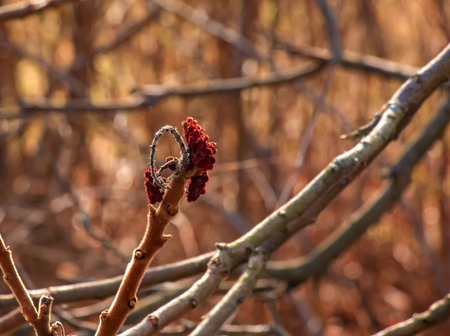 Sumac with deer antlers in early spring. Large branches of Rhus typhina L with last year's bright red fruits.の写真素材