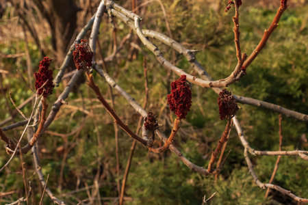 Sumac with deer antlers in early spring. Large branches of Rhus typhina L with last year's bright red fruits.の写真素材