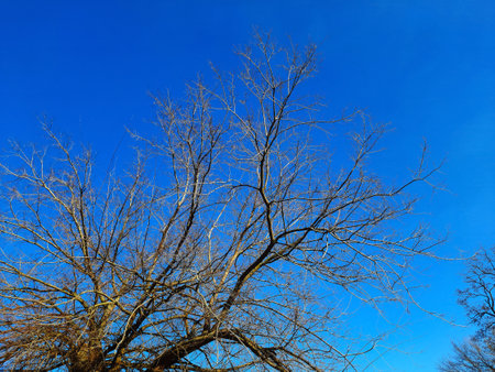 Iron tree in early spring against the blue sky. An old Celtis L tree with a large crown and a large trunk.の写真素材
