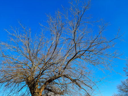 Iron tree in early spring against the blue sky. An old Celtis L tree with a large crown and a large trunk.の写真素材