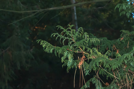 Close-up of a branch of cypress Chamaecyparis pisifera in a hedge in a garden in winter.の写真素材