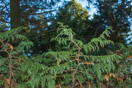 Close-up of a branch of cypress Chamaecyparis pisifera in a hedge in a garden in winter.の写真素材