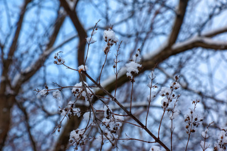 Shrub Weigela japonica in winter. The branches are covered with fluffy snow.の写真素材