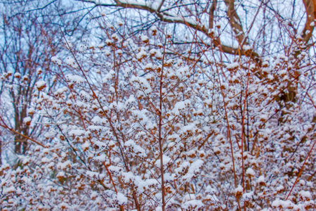 Shrub Weigela japonica in winter. The branches are covered with fluffy snow.の写真素材