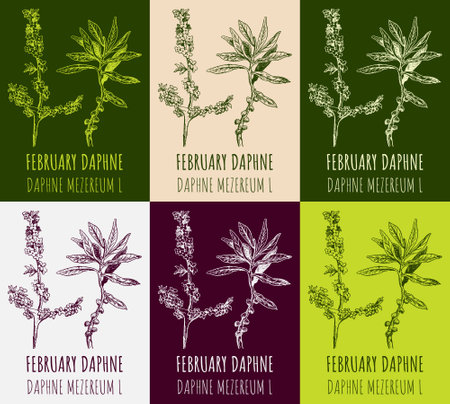 Set of drawings FEBRUARY DAPHNE in different colors. hand drawn illustration. Latin name Daphne mezereum L.のイラスト素材