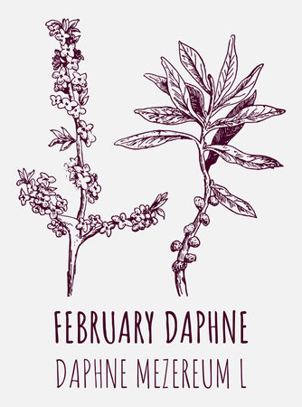 Drawings of FEBRUARY DAPHNE. hand drawn illustration. Latin name Daphne mezereum L.のイラスト素材