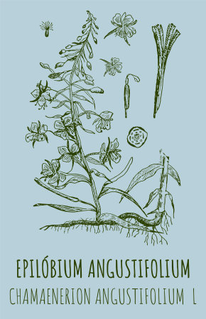 Drawings of EPILOBIUM ANGUSTIFOLIUM. hand drawn illustration. Latin name CHAMAENERION ANGUSTIFOLIUM L.のイラスト素材