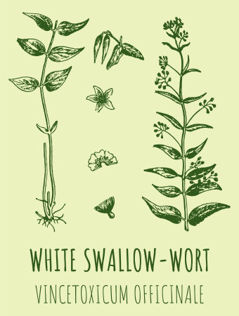 Drawings of WHITE SWALLOW-WORT. hand drawn illustration. Latin name Vincetoxicum hirundinaria.のイラスト素材