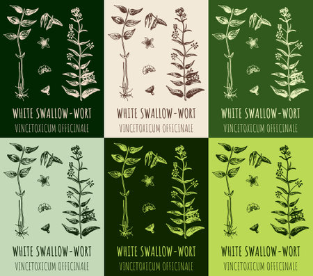 Set of drawings WHITE SWALLOW-WORT in different colors. hand drawn illustration. Latin name Vincetoxicum hirundinaria.のイラスト素材