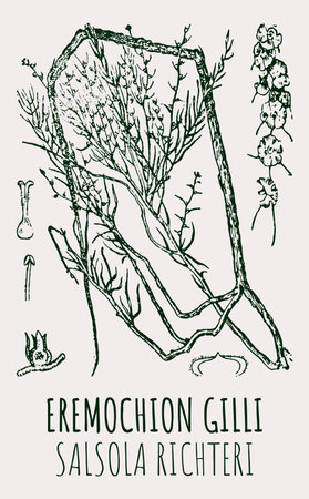 Drawings of EREMOCHION GILLI. hand drawn illustration. Latin name SALSOLA RICHTERI.のイラスト素材
