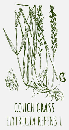Drawings of COUCH GRASS. hand drawn illustration. Latin name ELYTRIGIA REPENS L.のイラスト素材