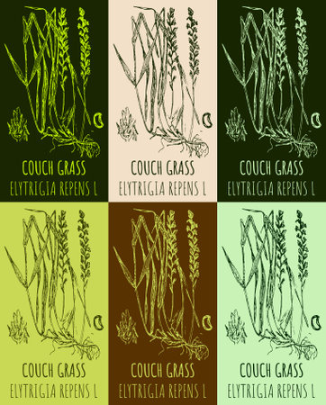 Set of drawings COUCH GRASS in different colors. hand drawn illustration. Latin name ELYTRIGIA REPENS L.のイラスト素材