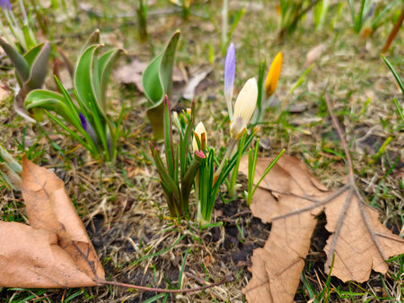 A group of colorful crocuses with unopened buds in early spring in a city park.の写真素材