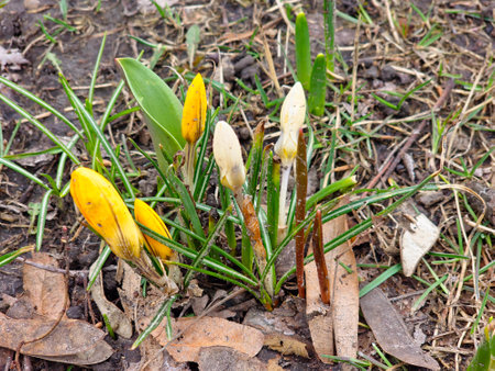 A group of colorful crocuses with unopened buds in early spring in a city park.の写真素材