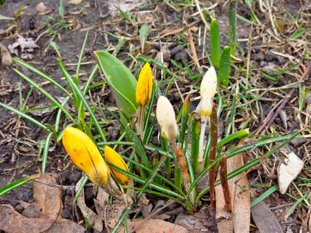 A group of colorful crocuses with unopened buds in early spring in a city park.の写真素材