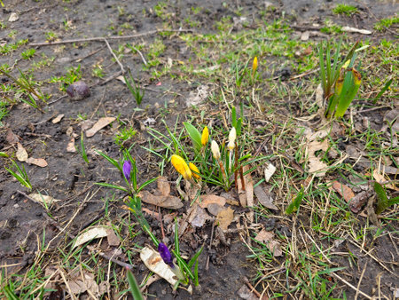 A group of colorful crocuses with unopened buds in early spring in a city park.の写真素材