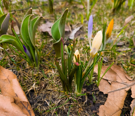 A group of colorful crocuses with unopened buds in early spring in a city park.の写真素材