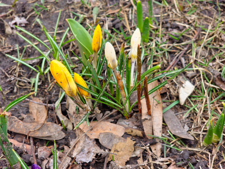 A group of colorful crocuses with unopened buds in early spring in a city park.の写真素材