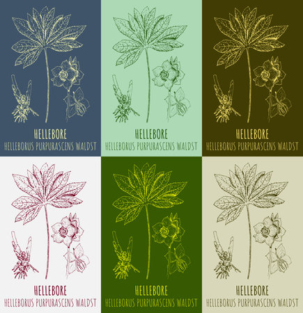 Set of drawings HELLEBORE in different colors. hand drawn illustration. Latin name HELLEBORUS PURPURASCENS WALDST.のイラスト素材