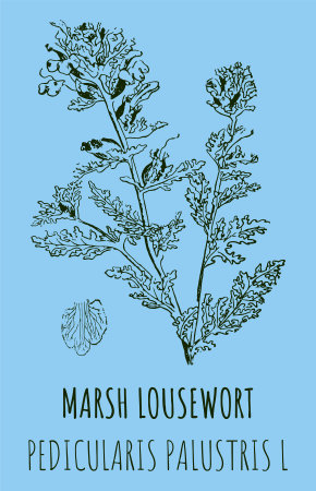 Drawings of MARSH LOUSEWORT. hand drawn illustration. Latin name PEDICULARIS PALUSTRIS L.のイラスト素材