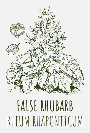 Drawings of FALSE RHUBARB. hand drawn illustration. Latin name Rheum L.のイラスト素材