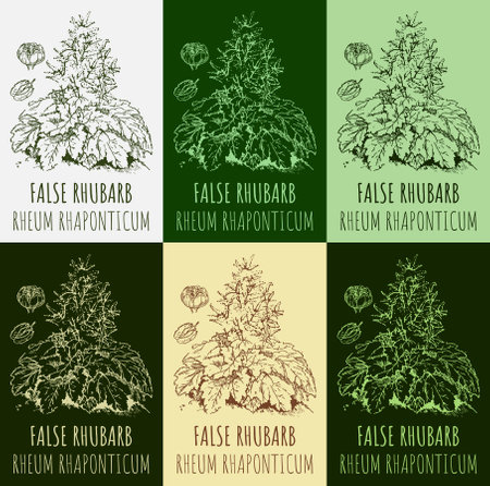 Set of drawings FALSE RHUBARB in different colors. hand drawn illustration. Latin name Rheum L.のイラスト素材