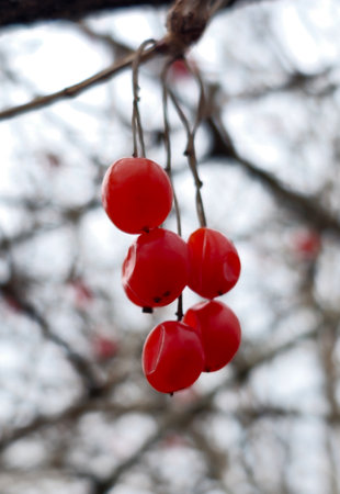 Coral viburnum or Viburnum opulus, branches without leaves, red fruit. Red berries of viburnum after winter on a blurred background. spring season.の写真素材