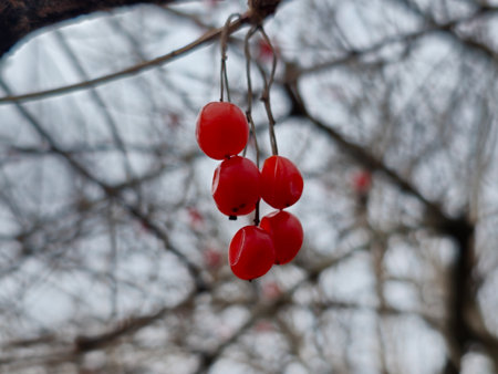 Coral viburnum or Viburnum opulus, branches without leaves, red fruit. Red berries of viburnum after winter on a blurred background. spring season.の写真素材