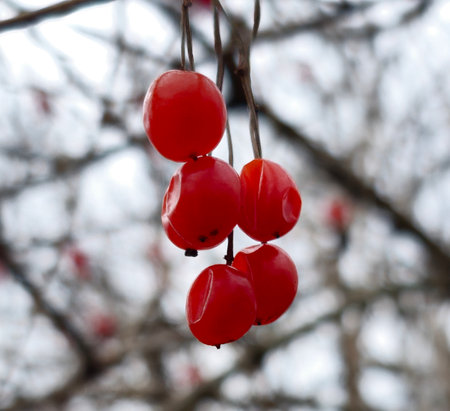 Coral viburnum or Viburnum opulus, branches without leaves, red fruit. Red berries of viburnum after winter on a blurred background. spring season.の写真素材