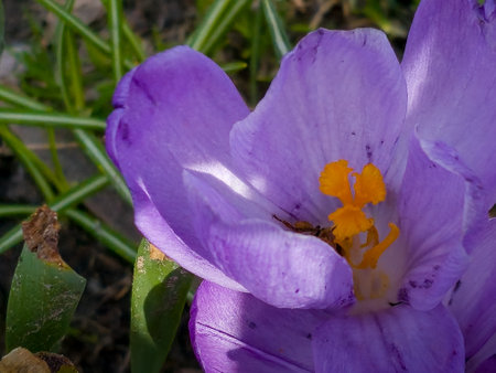 A bumblebee collects pollen from a crocus flower in early spring.の写真素材