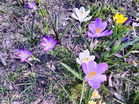 On a sunny day, colorful crocuses bloom in a clearing in a city park.の写真素材