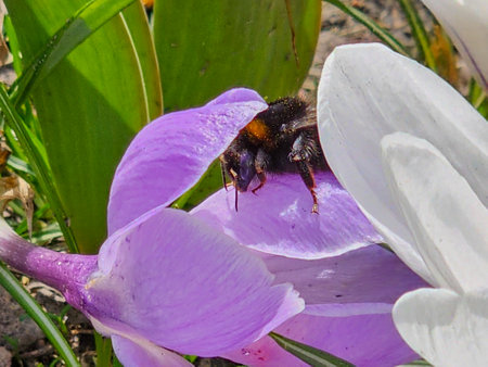 A bumblebee collects pollen from a crocus flower in early spring.の写真素材