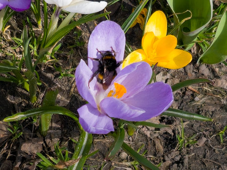A bumblebee collects pollen from a crocus flower in early spring.の写真素材