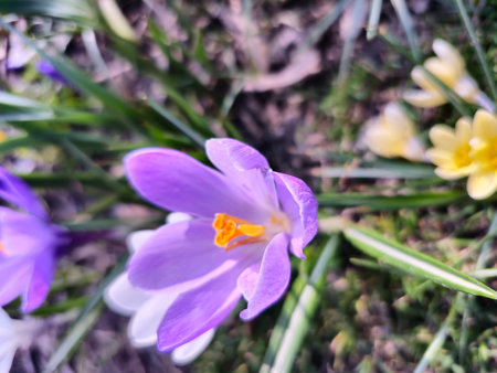 On a sunny day, colorful crocuses bloom in a clearing in a city park.の写真素材