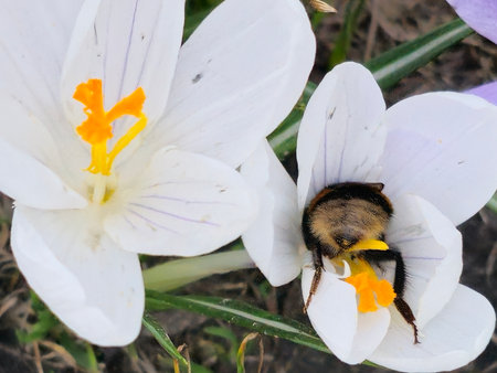 A bumblebee collects pollen from a crocus flower in early spring.の写真素材