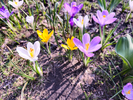 On a sunny day, colorful crocuses bloom in a clearing in a city park.の写真素材