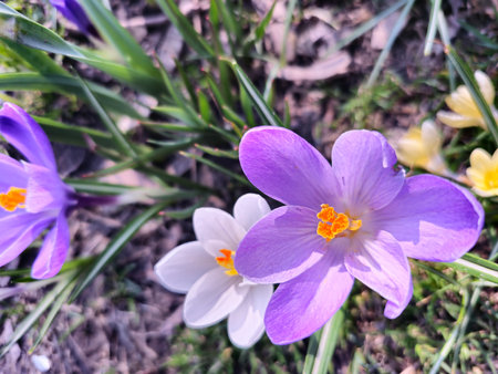 On a sunny day, colorful crocuses bloom in a clearing in a city park.の写真素材