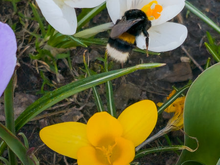 A bumblebee collects pollen from a crocus flower in early spring.の写真素材