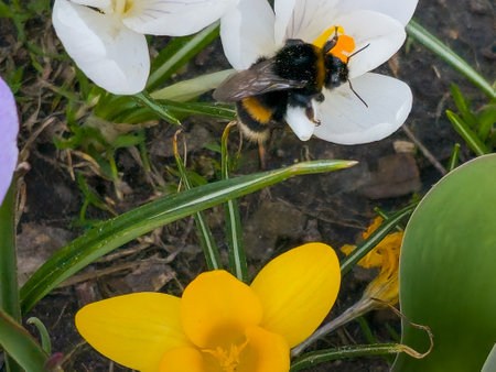A bumblebee collects pollen from a crocus flower in early spring.の写真素材