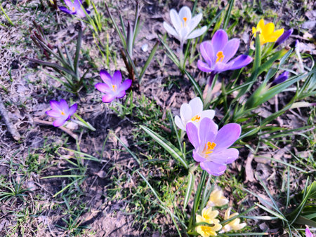 On a sunny day, colorful crocuses bloom in a clearing in a city park.の写真素材