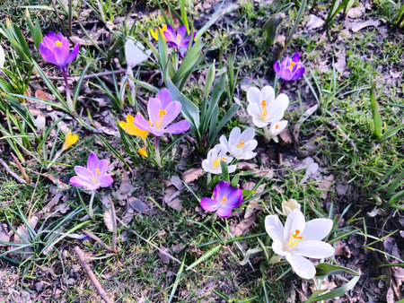 On a sunny day, colorful crocuses bloom in a clearing in a city park.の写真素材