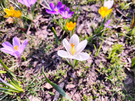 On a sunny day, colorful crocuses bloom in a clearing in a city park.の写真素材