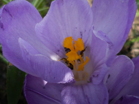 A bumblebee collects pollen from a crocus flower in early spring.の写真素材