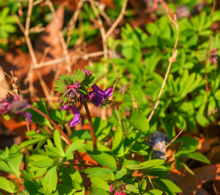 Close-up of corydalis solida or birdbush corydalis solida flowering with narrow flowers with long colorful spurs in springの写真素材