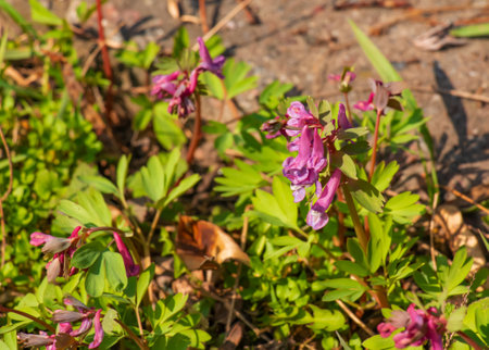 Close-up of corydalis solida or birdbush corydalis solida flowering with narrow flowers with long colorful spurs in springの写真素材