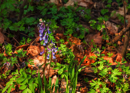 Close-up of corydalis solida or birdbush corydalis solida flowering with narrow flowers with long colorful spurs in springの写真素材