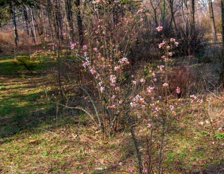 Cluster of viburnum fragrant white flowers and pink buds. Blooming viburnum farreri close-up in park with blurred background.の写真素材