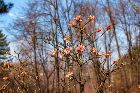 Cluster of viburnum fragrant white flowers and pink buds. Blooming viburnum farreri close-up in park with blurred background.の写真素材